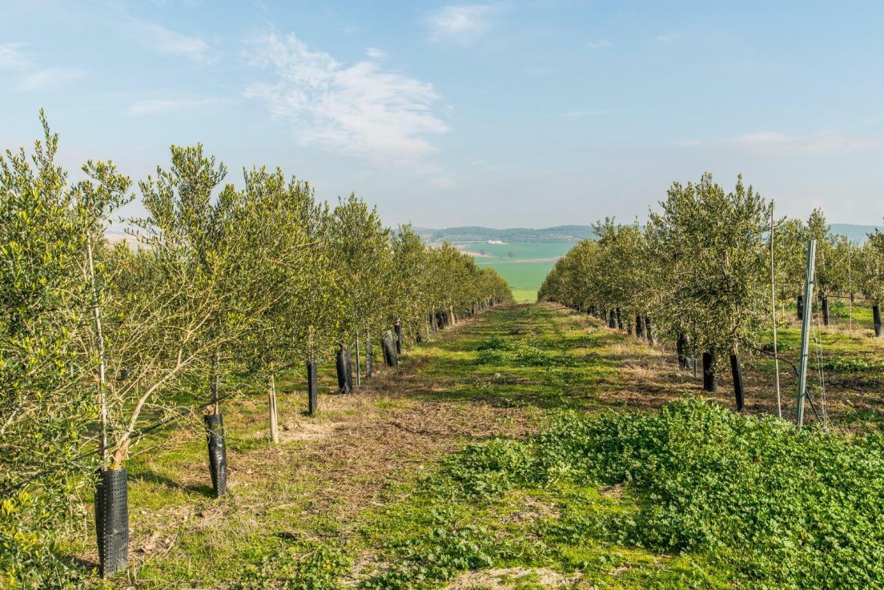 Vivienda Rural Olivar De San Telmo Arcos de la Frontera Εξωτερικό φωτογραφία